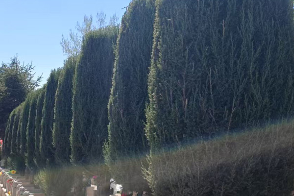 沈阳墓地安葬习俗中祭品的种类有哪些? 沈阳墓地安葬习俗中祭品的种类有哪些?