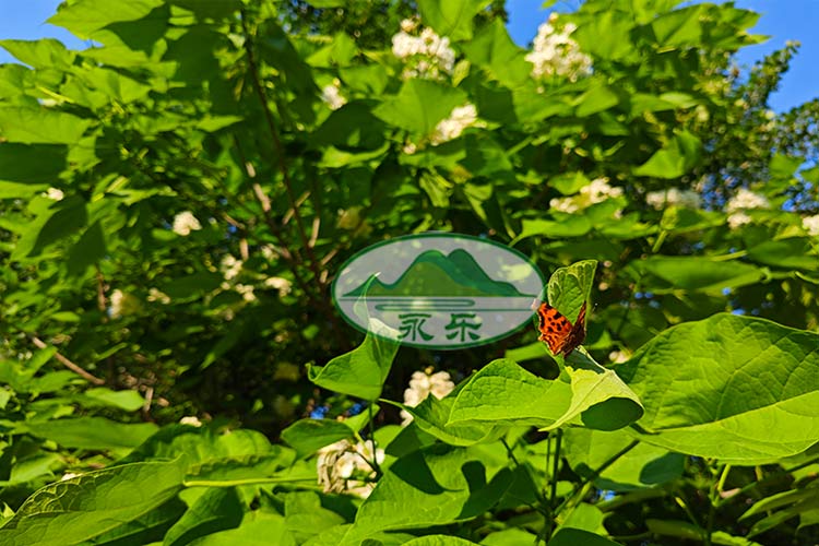 沈阳公墓祭祀仪式的流程与注意事项! 沈阳公墓祭祀仪式的流程与注意事项!