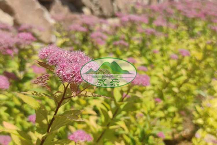 沈阳永乐青山墓园,生命之旅的宁静归宿 沈阳永乐青山墓园,生命之旅的宁静归宿