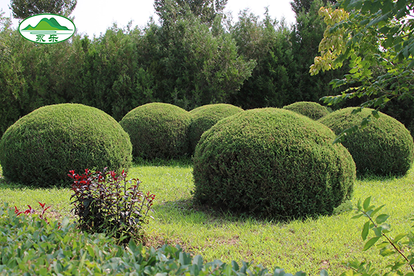 探寻沈阳陵园生态葬:自然与生命的和谐共融之地 探寻沈阳陵园生态葬:自然与生命的和谐共融之地